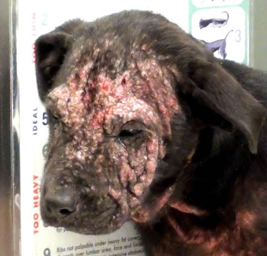 Crusty to Christy Hopeless Mangy Dog Transforms
