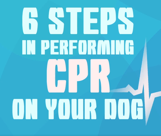 6 steps to dog cpr